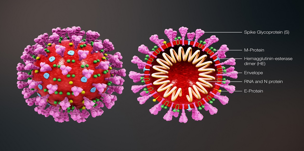 Is het Coronavirus voorspeld?