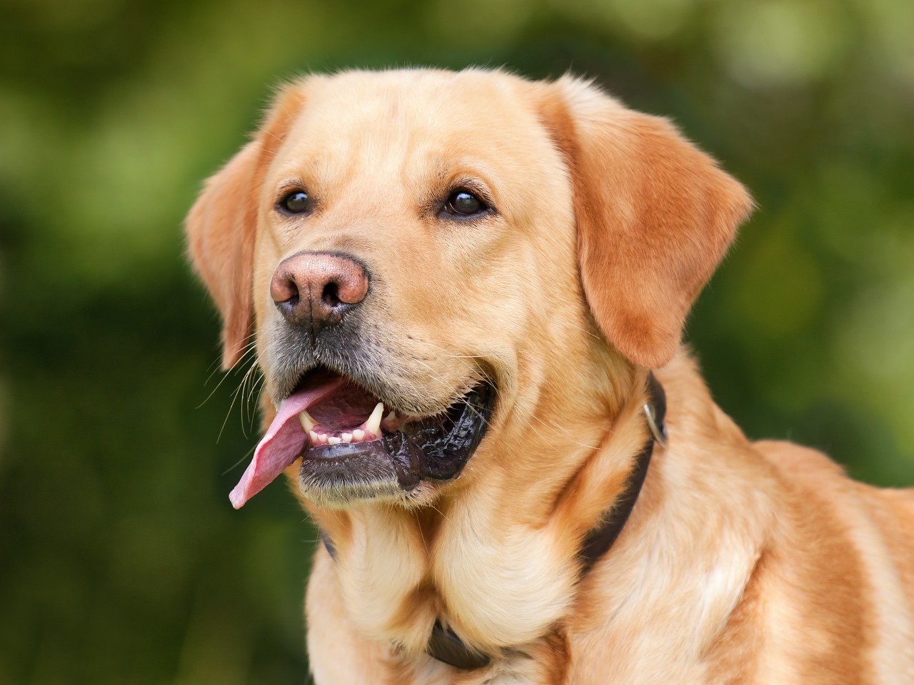 Hondenuitlaatservices groeit sneller dan aantal honden